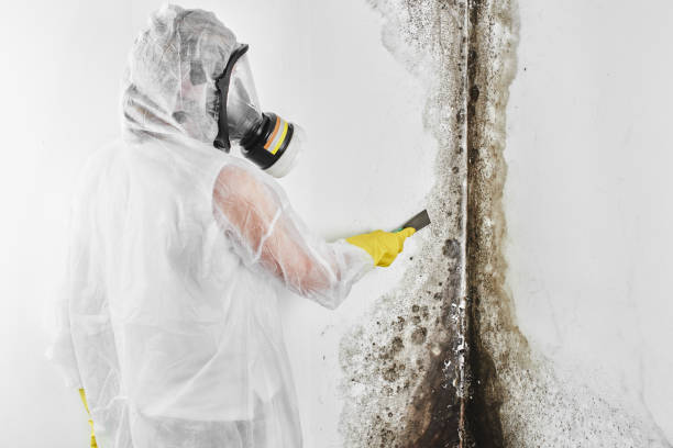 Best Mold Damage Restoration  in USA